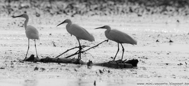 Road Trip - Delta Dunarii 228