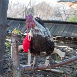 Road Trip - Manastirile din Moldova si Bucovina 94