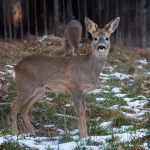Road Trip - Manastirile din Moldova si Bucovina 125