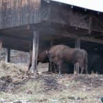 Road Trip - Manastirile din Moldova si Bucovina 132