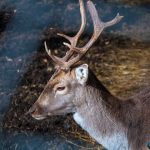 Road Trip - Manastirile din Moldova si Bucovina 126