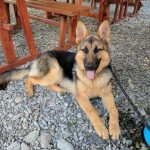 Road Trip - Albota 3