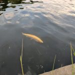 Road Trip - Albota 12