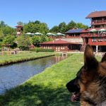 Road Trip - Albota 8