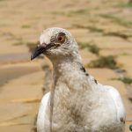 Road Trip - Timisoara si Cazanele Dunarii 54